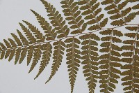 山蹄蓋蕨藏品圖，第4張