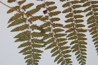 山蹄蓋蕨藏品圖，第5張