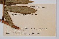 觀音座蓮藏品圖，第2張