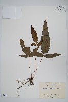 三羽新月蕨藏品圖，第1張