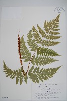 登錄號:P008099藏品圖，第1張