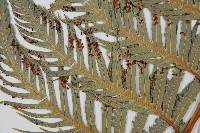 東方狗脊蕨藏品圖，第3張