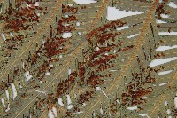 東方狗脊蕨藏品圖，第4張