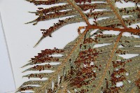 東方狗脊蕨藏品圖，第5張