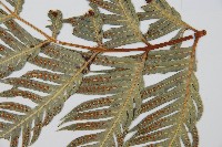 東方狗脊蕨藏品圖，第8張