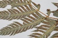 東方狗脊蕨藏品圖，第9張