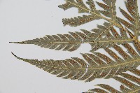 東方狗脊蕨藏品圖，第10張