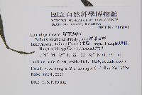 尾葉實蕨藏品圖，第2張