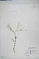 松葉蕨藏品圖，第1張