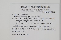 松葉蕨藏品圖，第2張