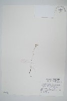 分枝莎草蕨藏品圖，第1張