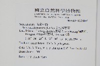 分枝莎草蕨藏品圖，第2張