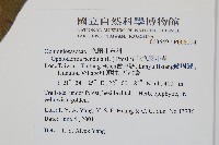 帶狀瓶爾小草藏品圖，第2張