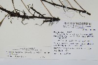 波氏星蕨藏品圖，第2張