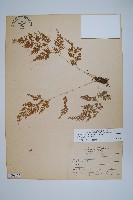 日本金粉蕨藏品圖，第1張