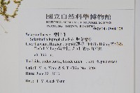 膜葉卷柏藏品圖，第2張