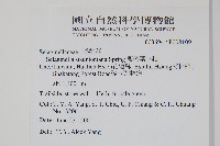 擬密葉卷柏藏品圖，第2張