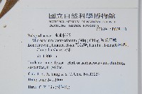 波氏星蕨藏品圖，第2張