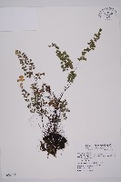 鐵線蕨藏品圖，第1張