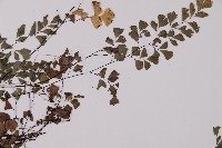 鐵線蕨藏品圖，第4張