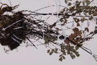 鐵線蕨藏品圖，第5張