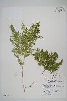 密葉卷柏藏品圖，第1張