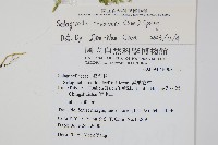 密葉卷柏藏品圖，第2張