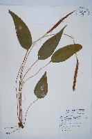 燕尾蕨藏品圖，第1張