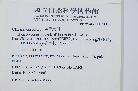 燕尾蕨藏品圖，第2張