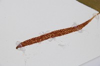 燕尾蕨藏品圖，第3張