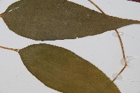 燕尾蕨藏品圖，第4張