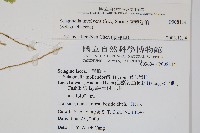 密葉卷柏藏品圖，第2張