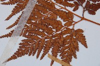 闊葉骨碎補藏品圖，第2張