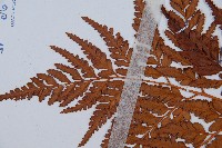 闊葉骨碎補藏品圖，第3張