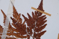 闊葉骨碎補藏品圖，第4張