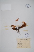 登錄號:P008116藏品圖，第1張