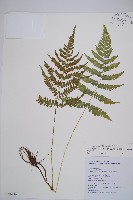 東洋蹄蓋蕨藏品圖，第1張