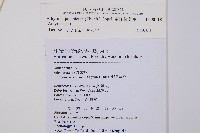 東洋蹄蓋蕨藏品圖，第2張