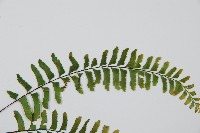 單邊鐵角蕨藏品圖，第3張