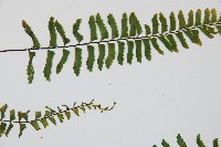 單邊鐵角蕨藏品圖，第4張