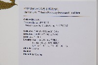 史氏鱗毛蕨藏品圖，第1張