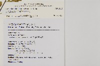 裂葉鐵角蕨藏品圖，第5張