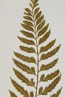 裂葉鐵角蕨藏品圖，第6張