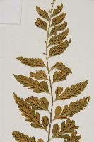 裂葉鐵角蕨藏品圖，第7張