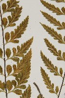 裂葉鐵角蕨藏品圖，第8張