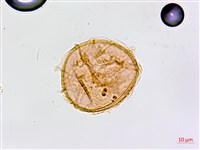 裂葉鐵角蕨藏品圖，第2張