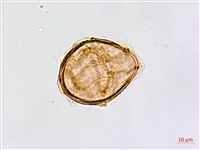 裂葉鐵角蕨藏品圖，第4張