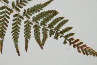 阿里山蹄蓋蕨藏品圖，第3張