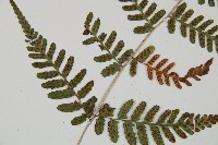 阿里山蹄蓋蕨藏品圖，第4張