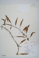 骨牌蕨藏品圖，第1張